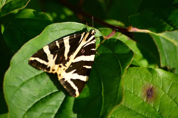 Jersey Tiger Moth Euplagia Quadripunctaria – stockfoto