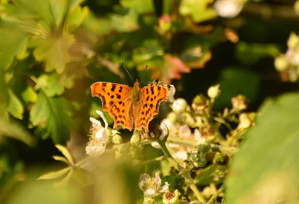 ブランにカンマバタフライ Upperside Polygonia アルバム — ストック写真