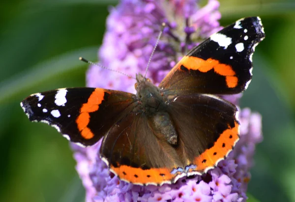 蝶の茂みに赤い提督 ヴァネッサ Atalantis — ストック写真