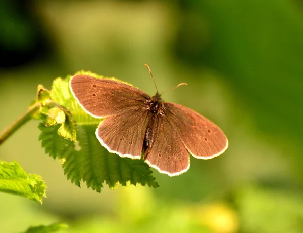 Ringlet kelebek, üst tarafı (aphanotopus hyperantus) bir Bramble yaprak