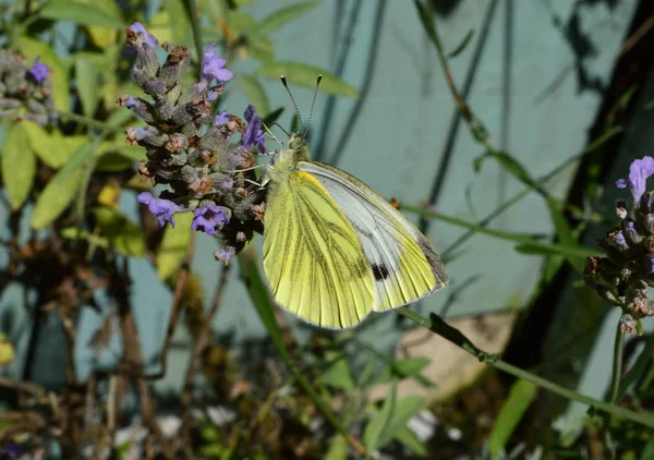 バタフライスモールホワイト Pieris Rapae — ストック写真