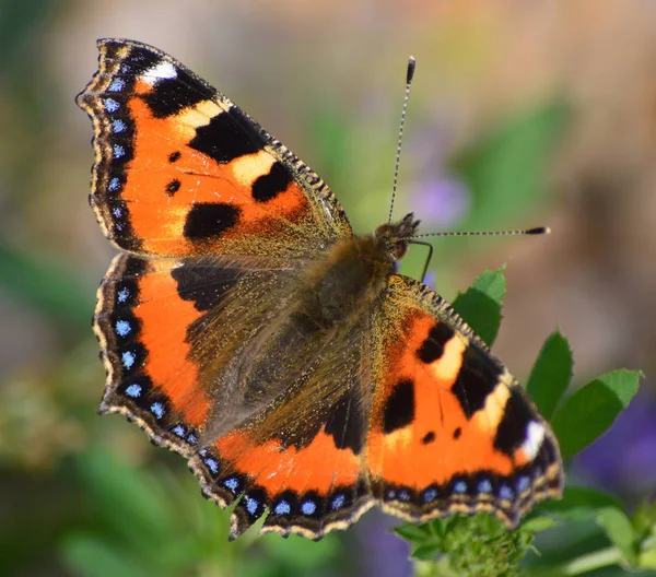 Motyl małego tortoiseshell (aglais uricae) Obrazek Stockowy