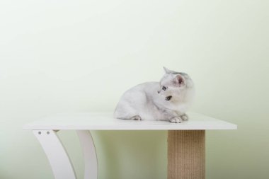 Şirin kedi kerhanesi.