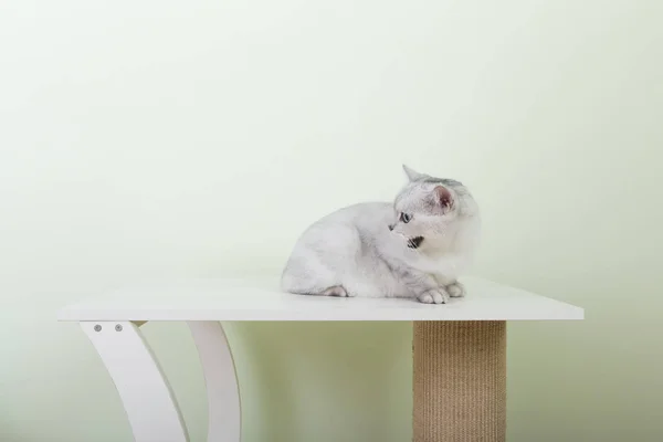 Lindo Gato Cathouse Interiores —  Fotos de Stock