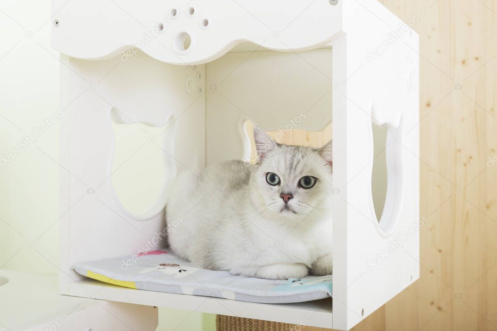 cute cat Cathouse indoors