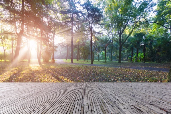 Yangzhou China Woods Slender West Lake Park Morning Beautiful Backlight — Stock Photo, Image
