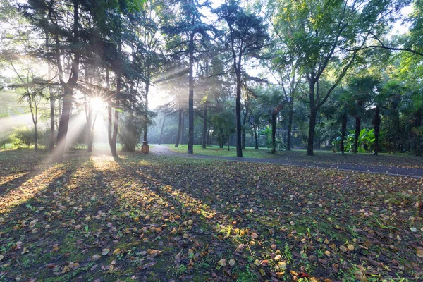 Yangzhou Chiny Las Slender West Lake Park Rano Piękne Podświetlenie — Zdjęcie stockowe