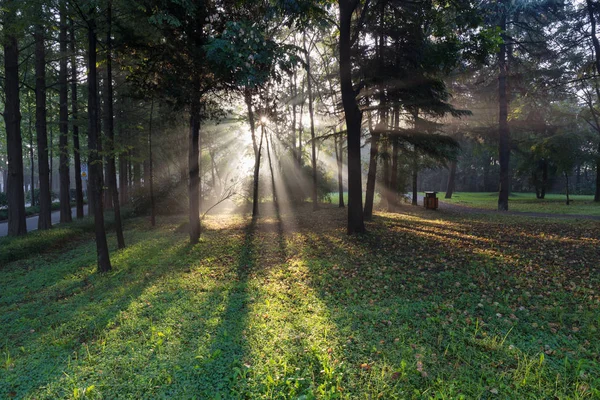 Янцзы Китай Утро Парке Slender West Lake Park Красивая Подсветка — стоковое фото