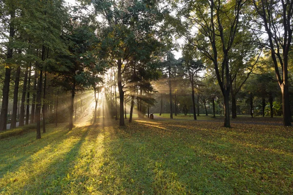 中国の揚州 朝の森林公園 — ストック写真