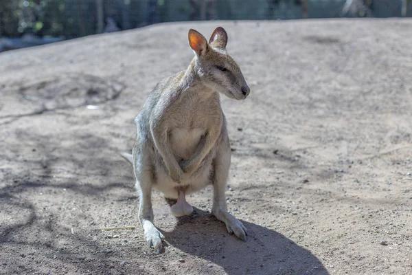 Kenguru Parkban Sydney Ausztrália — Stock Fotó