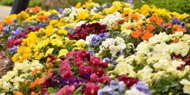 Çok renkli çiçek yatak