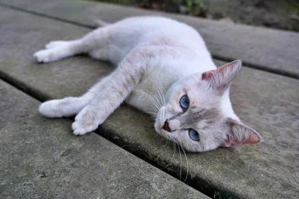 タイのサムットソンクラームにある白い猫の青い目 — ストック写真