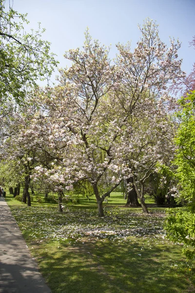 Çiçekli ağaçlar parkta. Özel efekt optik ekseni eğim