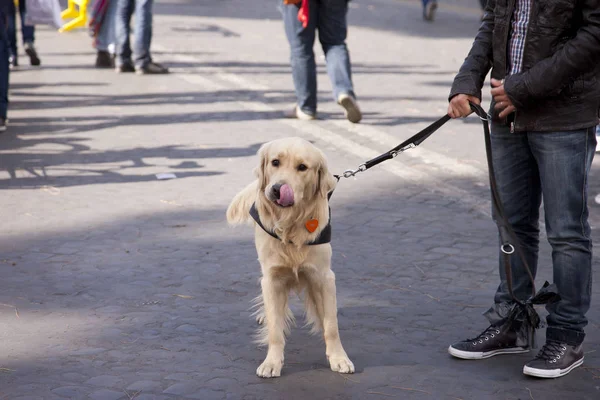 Köpek sahibi ile. Retriever