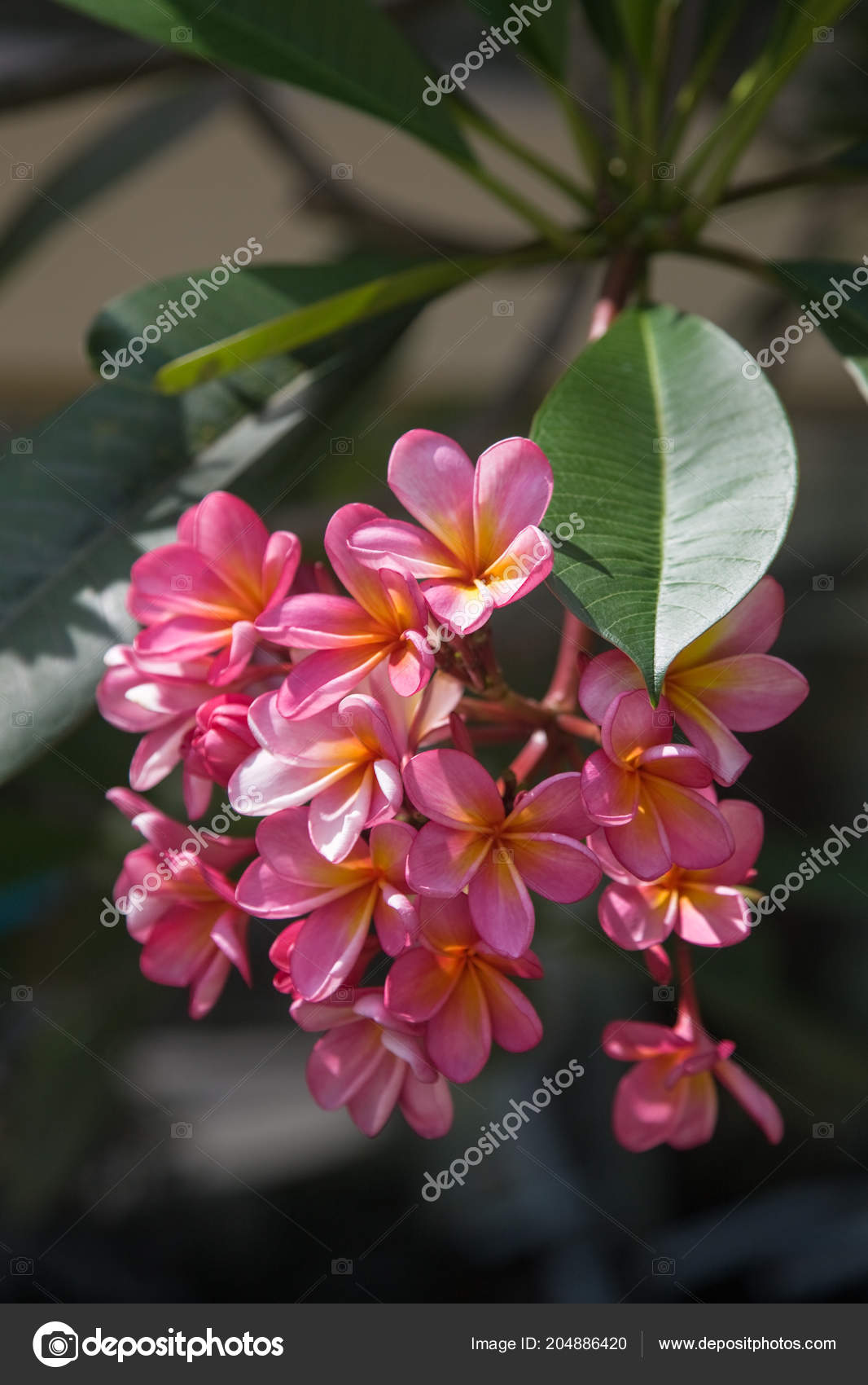 Tropical Flowers Bali Island Macro Photography Close Stock Photo C Biggur 204886420
