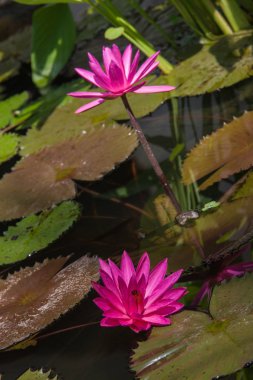 Tropikal çiçek Bali Adası makro fotoğrafçılık yakın çekim