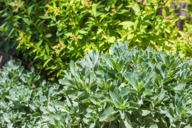 Rostov yakın çekim setin çiçekler