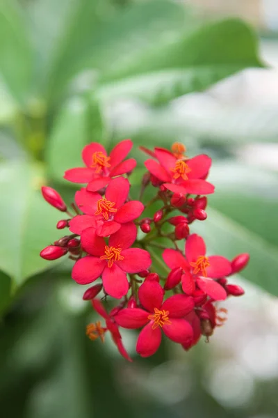 巴厘岛热带花卉宏观摄影特写 — 图库照片