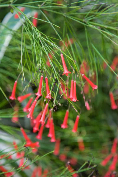 Fiori Tropicali Dall Isola Bali Macro Immagini Close — Foto Stock