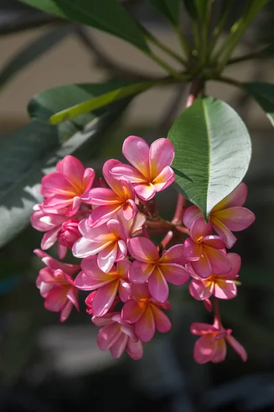 巴厘岛热带花卉宏观摄影特写 — 图库照片