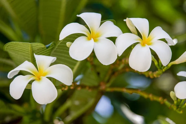 Tropických Květin Bali Ostrov Makrofotografii Zblízka — Stock fotografie