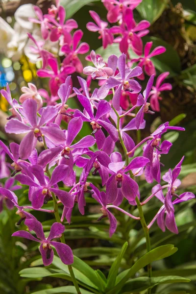 巴厘岛热带花卉宏观摄影特写 — 图库照片
