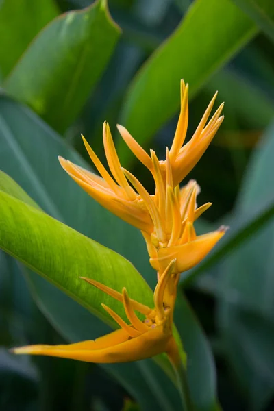 Fiori Tropicali Dall Isola Bali Macro Immagini Close — Foto Stock