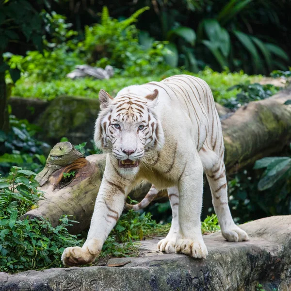 Tigre Bengala Retrato Zoológico Singapura — Fotografia de Stock