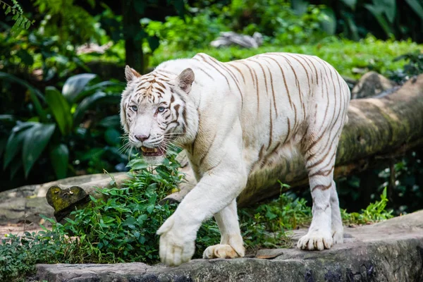 Singapur Hayvanat Bahçesi portre, Bengal kaplanı