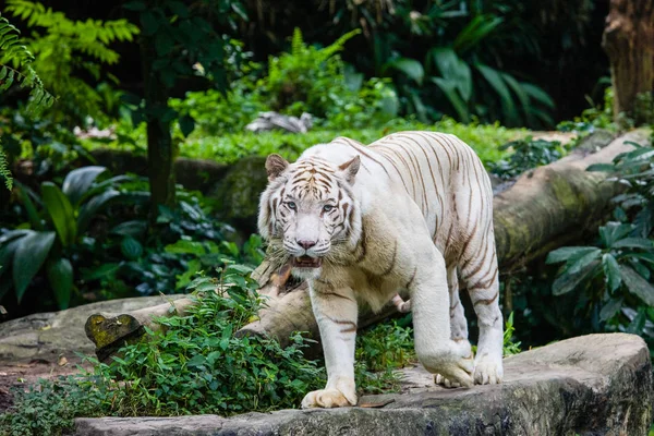 Singapur Hayvanat Bahçesi Portre Bengal Kaplanı — Stok fotoğraf