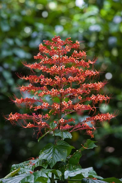 Fiori Tropicali Dall Isola Bali Macro Immagini Close — Foto Stock