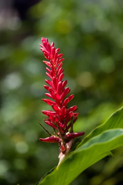 Fiori Tropicali Dall Isola Bali Macro Immagini Close — Foto Stock