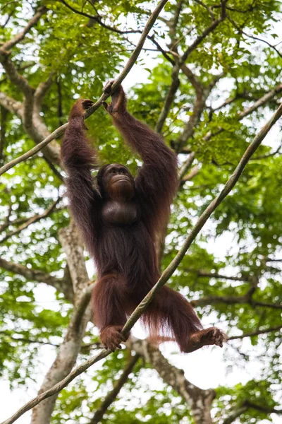 Orangután Zoológico Singapur Habitat —  Fotos de Stock