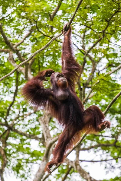 Orangután Zoológico Singapur Habitat —  Fotos de Stock