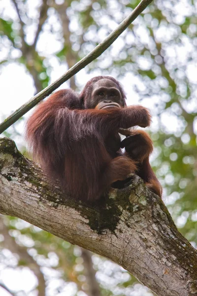 Orangután Zoológico Singapur Habitat —  Fotos de Stock