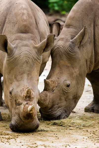 Rhinoceroses Retrato Zoológico Singapura — Fotografia de Stock