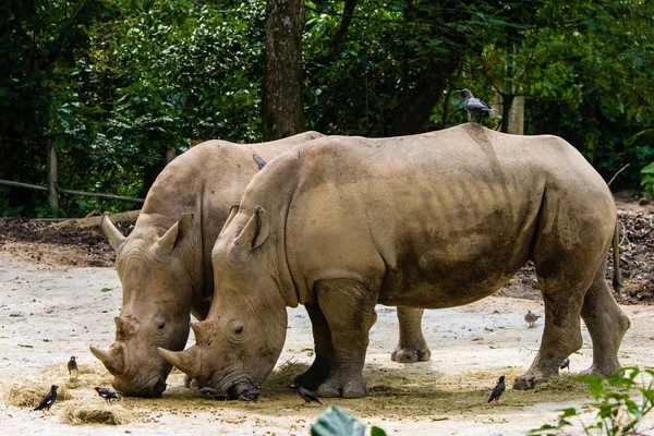 Носороги Сингапурском Зоопарке — стоковое фото