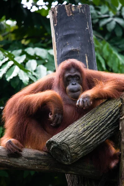 Orangután Zoológico Singapur Habitat —  Fotos de Stock