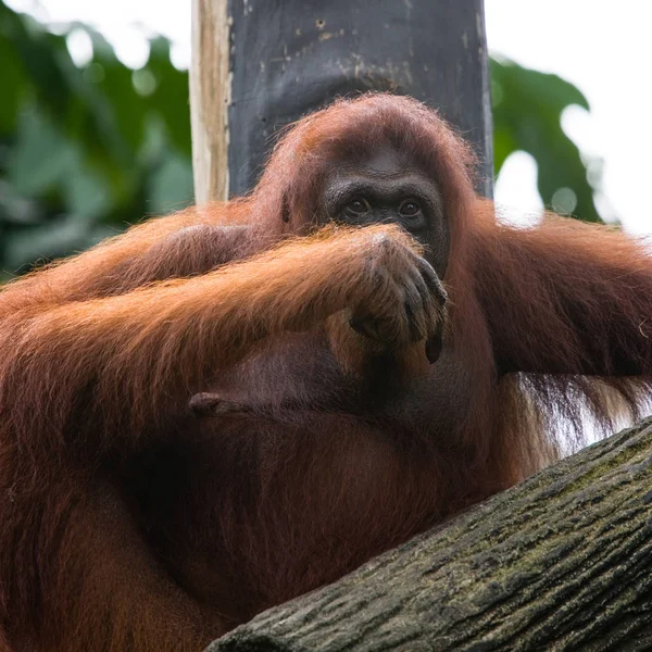 在新加坡动物园栖息地的猩猩 — 图库照片