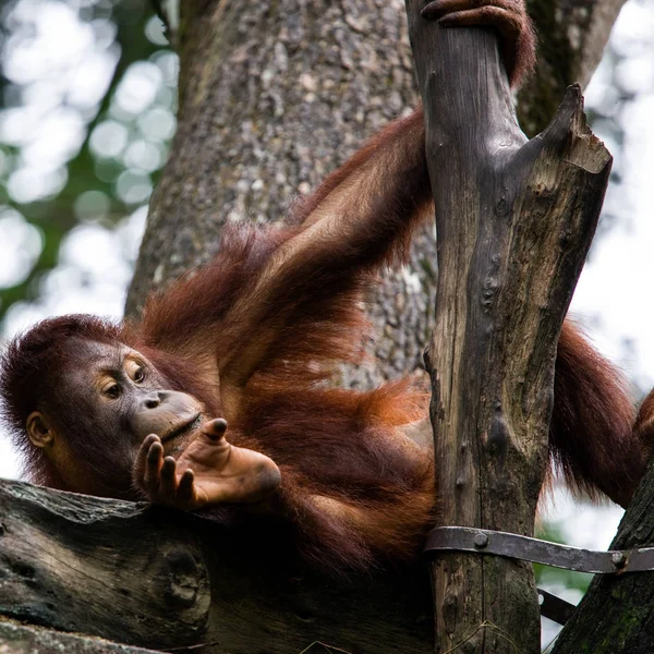 Orangután Zoológico Singapur Habitat —  Fotos de Stock