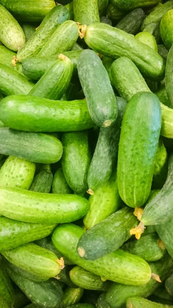 Green cucumbers on shelf in supermarket. Organic eating. Agriculture retailer. Farmer\'s food. Vegetables in the supermarket showcase