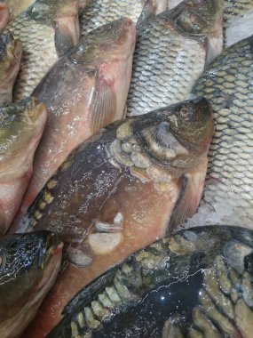 Taze açık piyasa yakın çekim buzda balık yaşıyor