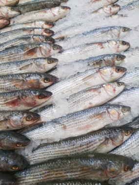 Taze açık piyasa yakın çekim buzda balık yaşıyor