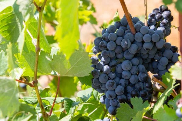 Primer Plano Racimos Uvas Tintas Maduras Vid Enfoque Selectivo Cosecha — Foto de Stock