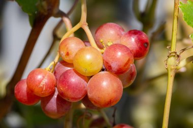 Organik tarım çiftlik yakın çekim üzüm hasat içinde üzüm meyve bir ön seçici odak resim