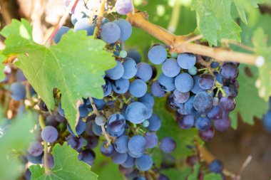 Olgun üzüm üzüm ağaçlar bağlar üzerinde asılı. Sabah bağ içinde asma yakın çekim üzüm hasat üzerinde winegrowers üzüm