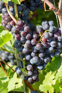 Olgun üzüm üzüm ağaçlar bağlar üzerinde asılı. Sabah bağ içinde asma yakın çekim üzüm hasat üzerinde winegrowers üzüm