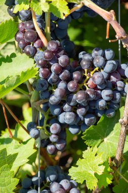 Olgun üzüm üzüm ağaçlar bağlar üzerinde asılı. Sabah bağ içinde asma yakın çekim üzüm hasat üzerinde winegrowers üzüm