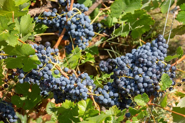 Bunches Red Wine Grapes Hanging Wine Late Afternoon Sun Close — Stock Photo, Image