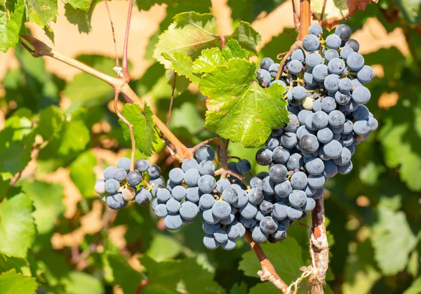 Uvas Maduras Colgadas Viñedos Uvas Por Mañana Viñedo Los Viticultores — Foto de Stock